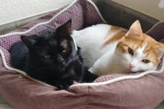 Buddy and Nano cuddling kittens