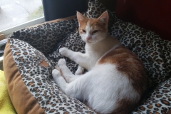 Buddy the Meow - cute kitten