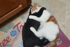 Buddy and Nano - cat play