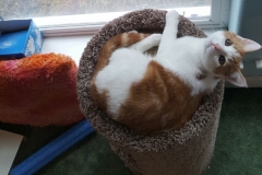 Buddy the Meow - Cat hammock play time