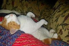 Buddy the Meow - Fell asleep in a cute pose