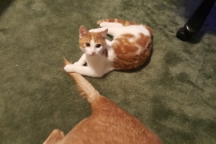 Buddy the Meow - cat playing with dogs tail