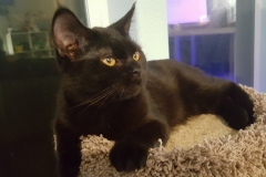 Nano Cat - the panfur laying on a cat tree