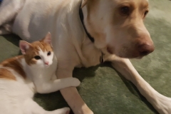 Buddy the Meow - cat hugging the dog Charlie