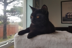 Nano Cat - the panfur relaxing