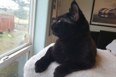 Nano Cat - the panfur looking out the window