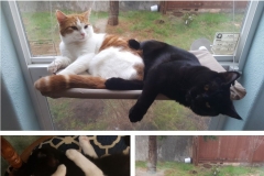 Buddy and Nano - cuddling cats