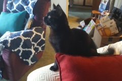 Nano Cat - the panfur looking at birds