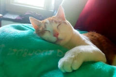 Buddy the Meow - Cuddles his Blankiegram blanket