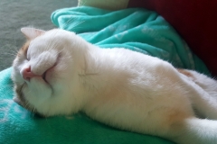 Buddy the Meow - Loves his BlankieGram blanket
