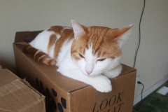 Buddy the Meow - Laying on a box
