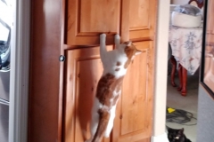 Buddy the Meow - cat gets into Cupboards