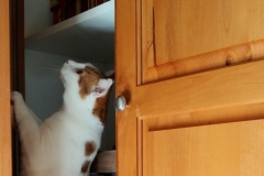 Buddy the Meow - cat climbs into the cupboard