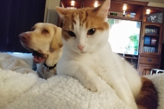 Buddy the Meow - Cuddly lap cat