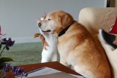 Buddy the Meow - cat giving dog a hug