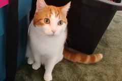Buddy the Meow - Cute Cat