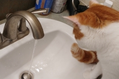 Buddy the Meow - cat drinks water from the sink