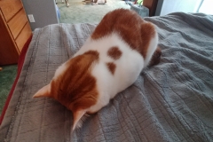 Buddy the Meow's batteries ran out