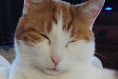 Buddy the Meow - Sleepy Kitty