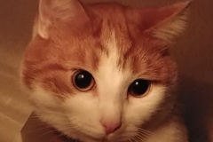 Buddy the Meow - cat  hunting shadow puppets