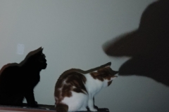 Buddy and Nano - cats playing shadow puppets with dad