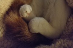 Buddy the Meow - cat's feet look like bunny paws