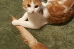 Buddy the Meow - Cat gets the dog's tail