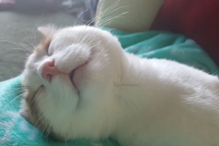 Buddy the Meow - Famous Cat