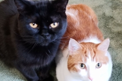 Buddy the Meow and Nano Cat