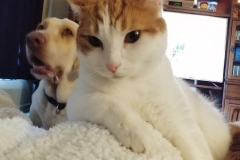 Buddy the Meow - Position is Everything