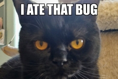Cat Meme - Nano Cat - I ate that bug, I stomped it and I chomped it