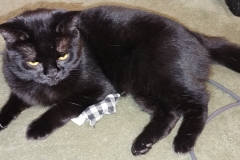 Nano Cat - Laying with his Bap-Bap toy mouse