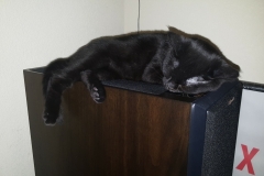Nano Cat - Sleeping on a Dolby Atmos speaker