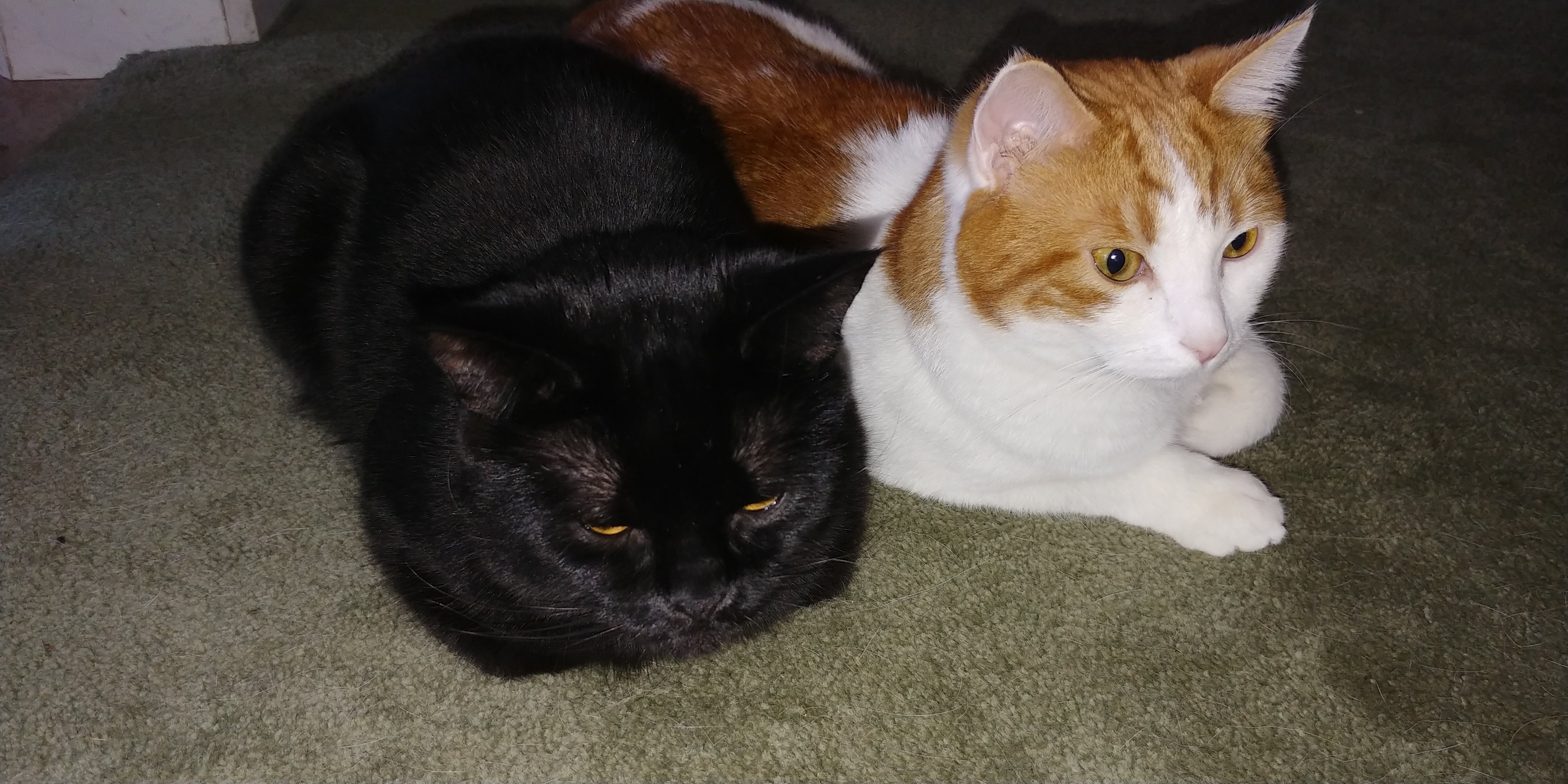 Nano Cat and Buddy The Meow