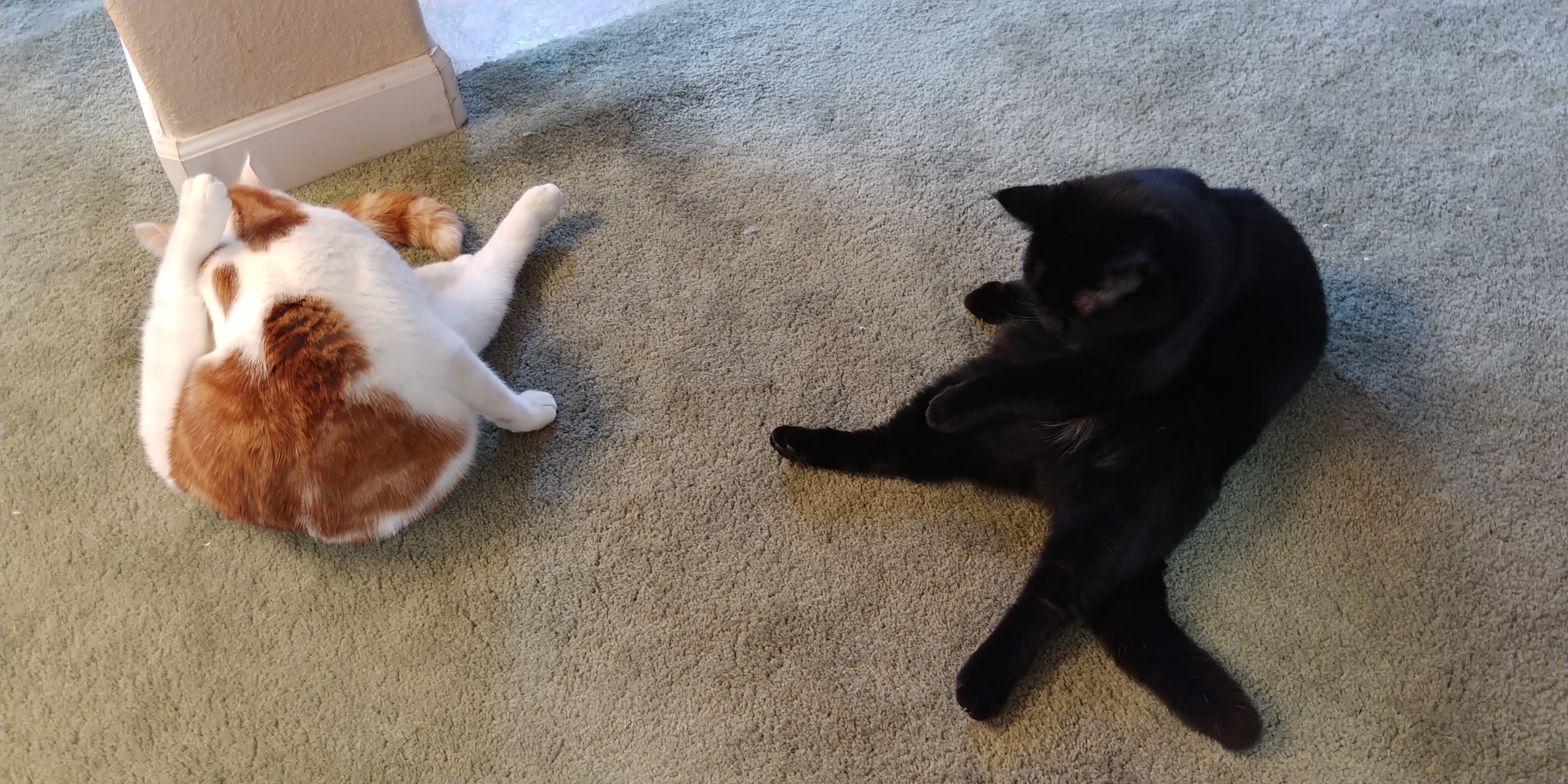 Nano and Buddy the Meow