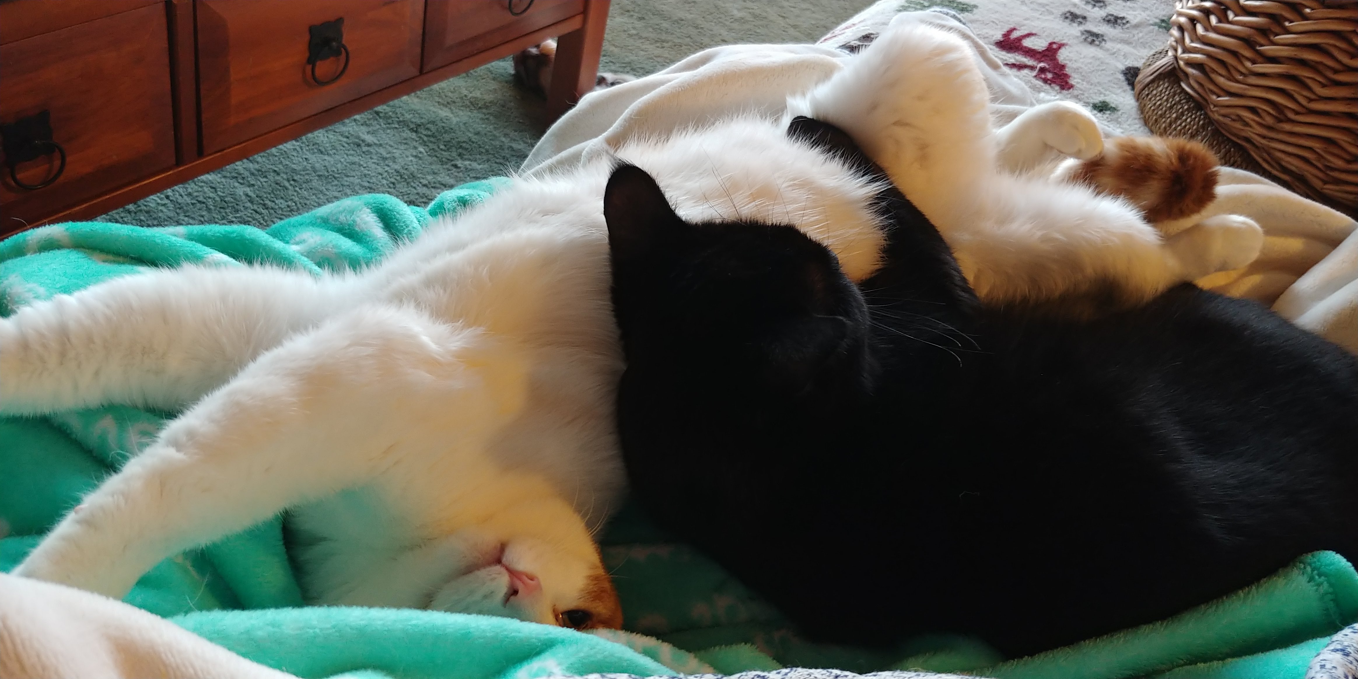 Nano and Buddy the Meow cuddly cats