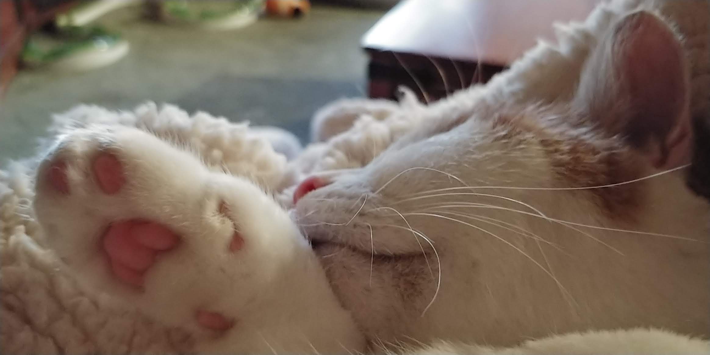 Buddy the Meow - Famous Cat